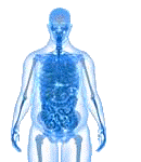 an xray of a human with various organs being highlighted