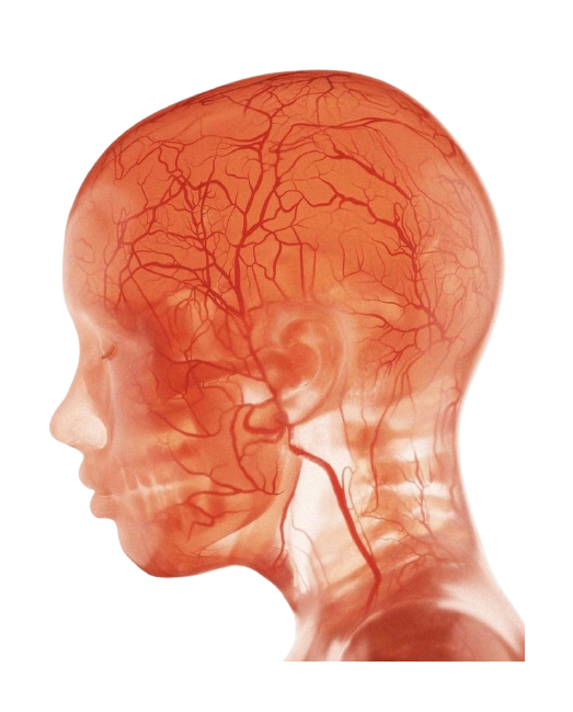 a circulatory system of the brain