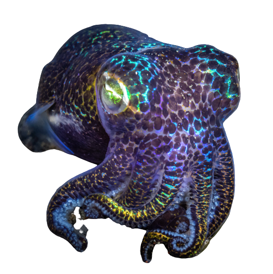 a sparkly bobtail squid larva