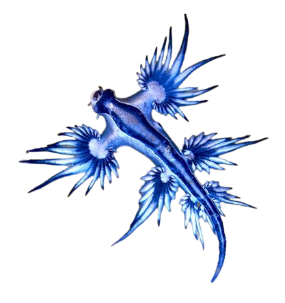 a sea slug