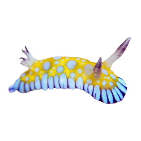 a sea slug