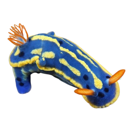 a sea slug