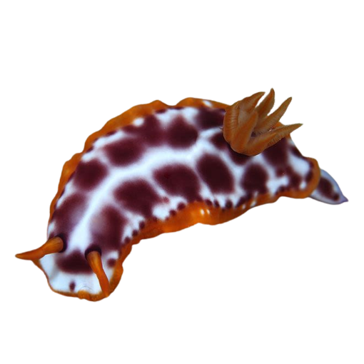 a sea slug