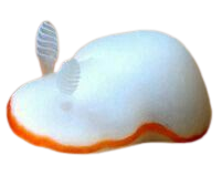 a sea slug