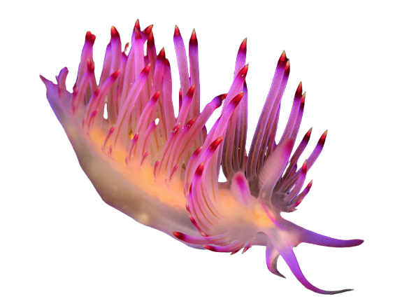 a sea slug