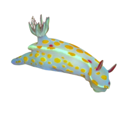 a sea slug