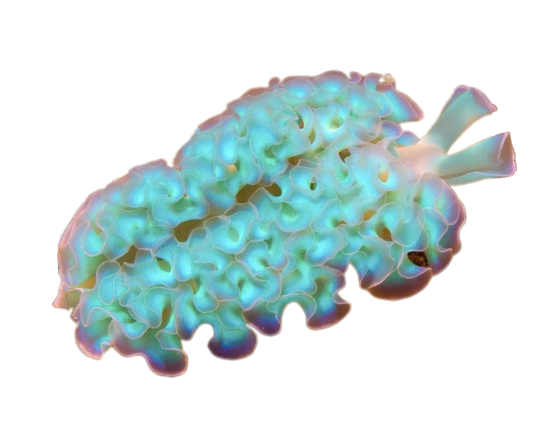 a sea slug