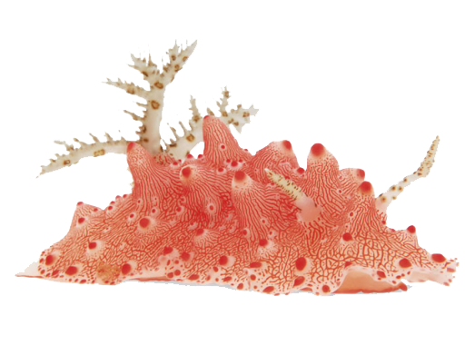 a sea slug