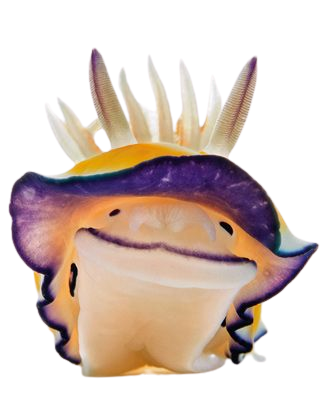 a sea slug