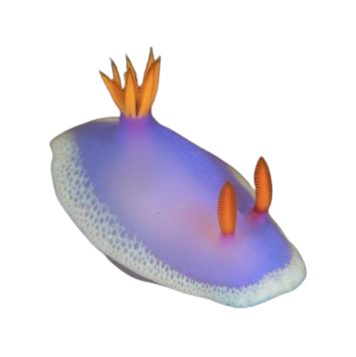 a sea slug