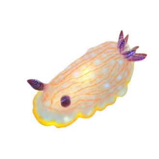 a sea slug