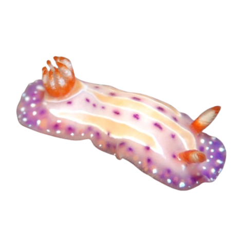 a sea slug